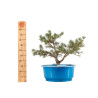 Pinus sylvestris - B5258