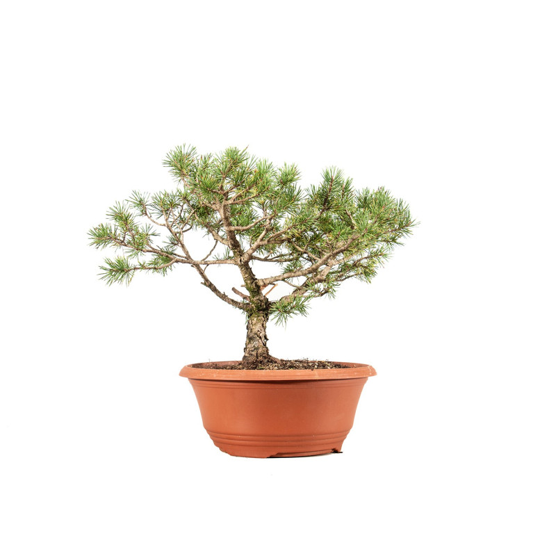 Pinus sylvestris - B5223