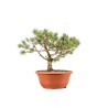 Pinus sylvestris - B5223