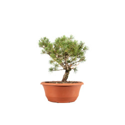 Pinus sylvestris - B5223