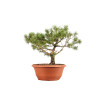 Pinus sylvestris - B5223