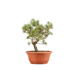 Pinus sylvestris - B5223