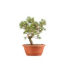 Pinus sylvestris - B5223