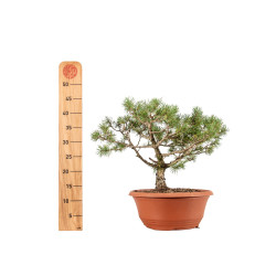 Pinus sylvestris - B5223