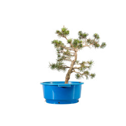 Pinus sylvestris - B4465