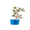 Pinus sylvestris - B4465