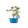Pinus sylvestris - B4465