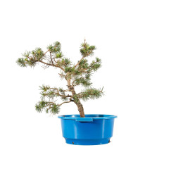 Pinus sylvestris - B4465