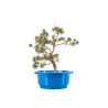 Pinus sylvestris - B4465