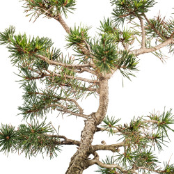 Pinus sylvestris - B4465