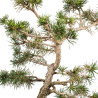 Pinus sylvestris - B4465