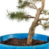 Pinus sylvestris - B4465