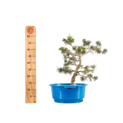 Pinus sylvestris - B4465