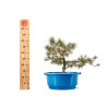 Pinus sylvestris - B4470