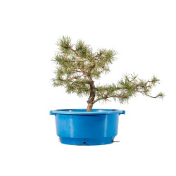 Pinus sylvestris - B4470