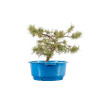 Pinus sylvestris - B4470