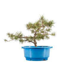 Pinus sylvestris - B4470