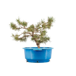 Pinus sylvestris - B4470