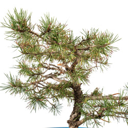 Pinus sylvestris - B4470