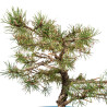 Pinus sylvestris - B4470