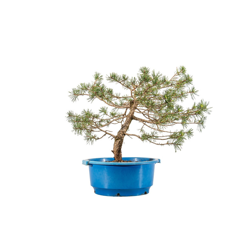 Pinus sylvestris - B4471