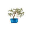 Pinus sylvestris - B4471