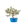 Pinus sylvestris - B4471