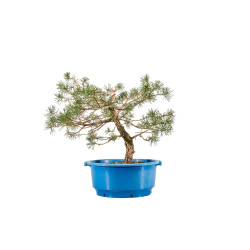 Pinus sylvestris - B4471