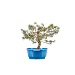 Pinus sylvestris - B4471