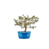 Pinus sylvestris - B4471