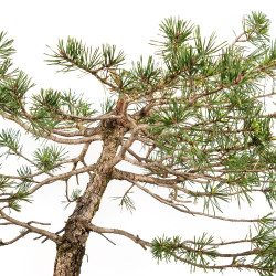 Pinus sylvestris - B4471