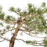 Pinus sylvestris - B4471