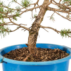 Pinus sylvestris - B4471