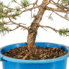 Pinus sylvestris - B4471