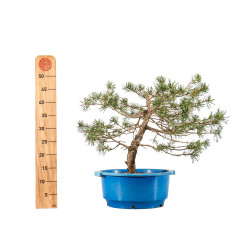 Pinus sylvestris - B4471