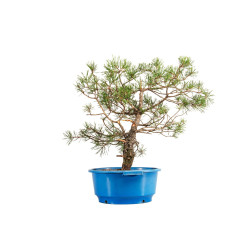 Pinus sylvestris - B4474