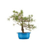 Pinus sylvestris - B4474