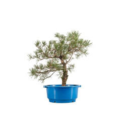 Pinus sylvestris - B4474