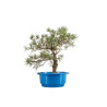 Pinus sylvestris - B4474