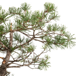 Pinus sylvestris - B4474