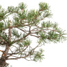 Pinus sylvestris - B4474