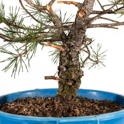 Pinus sylvestris - B4474