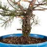 Pinus sylvestris - B4474