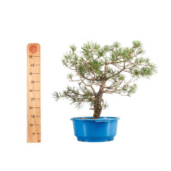 Pinus sylvestris - B4474