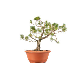Pinus sylvestris - B5222