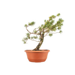 Pinus sylvestris - B5222