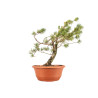 Pinus sylvestris - B5222