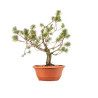 Pinus sylvestris - B5222
