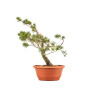 Pinus sylvestris - B5222