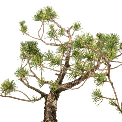 Pinus sylvestris - B5222